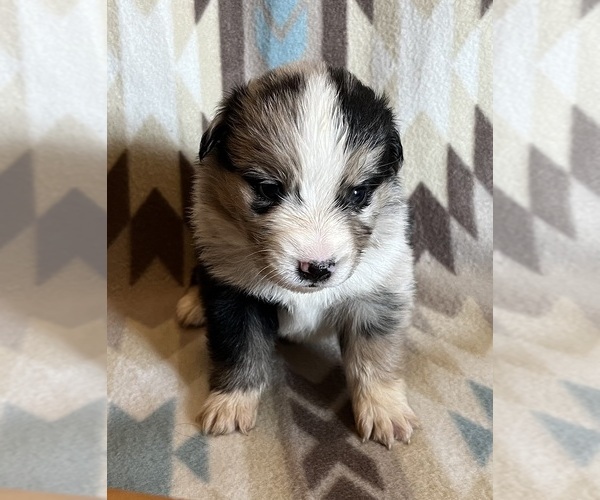 Medium Photo #4 Miniature Australian Shepherd Puppy For Sale in FORT MORGAN, CO, USA