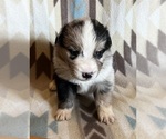 Small #3 Miniature Australian Shepherd
