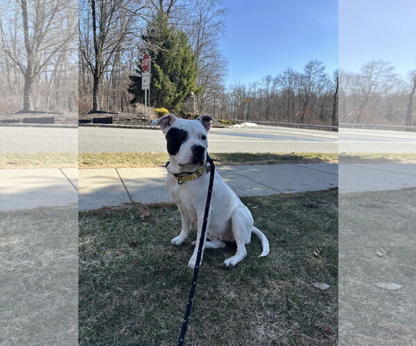 Medium Photo #3 Mutt Puppy For Sale in Rockaway, NJ, USA