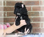 Small #1 Cockapoo (Miniature)