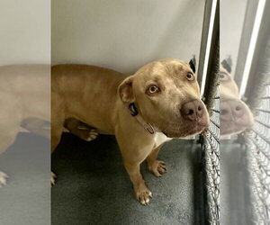 Mutt Dogs for adoption in Glen Allen, VA, USA