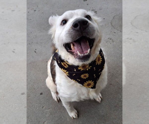 Medium Photo #1 Australian Kelpie-Unknown Mix Puppy For Sale in Polson, MT, USA