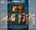Small #13 American Bully