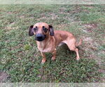 Small Dachshund Mix