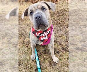 Chinese Shar-Pei-Unknown Mix Dogs for adoption in Peoria, IL, USA