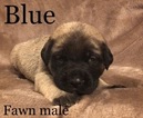 Small Photo #3 Mastiff Puppy For Sale in MANSFIELD, OH, USA