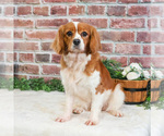 Small #1 Cavalier King Charles Spaniel