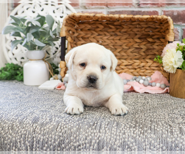 Medium Photo #1 Labrador Retriever Puppy For Sale in SYRACUSE, IN, USA