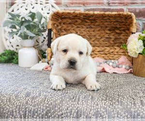 Labrador Retriever Puppy for sale in SYRACUSE, IN, USA