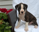 Puppy Turbo Boxer