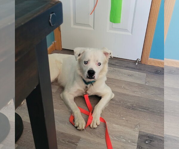 Medium Photo #25 Great Pyrenees-Unknown Mix Puppy For Sale in Fargo, ND, USA