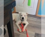 Small Photo #25 Great Pyrenees-Unknown Mix Puppy For Sale in Fargo, ND, USA