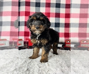 Aussiedoodle Miniature Puppy for sale in GREENWOOD, IN, USA
