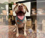 Small #10 American Pit Bull Terrier Mix