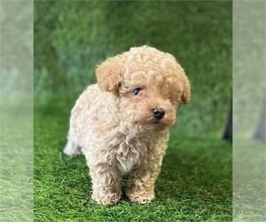 Poodle (Toy) Puppy for sale in MIAMI BEACH, FL, USA