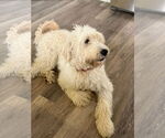 Small #2 Poodle (Standard) Mix