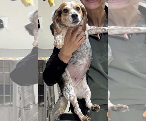 Medium Photo #4 Beagle Puppy For Sale in Dunnellon, FL, USA