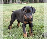 Small #14 Doberman Pinscher
