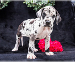 Puppy Amber Great Dane