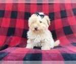 Small #7 Havapoo