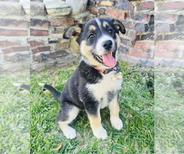 Medium Photo #4 Mutt Puppy For Sale in Marina Del Rey, CA, USA