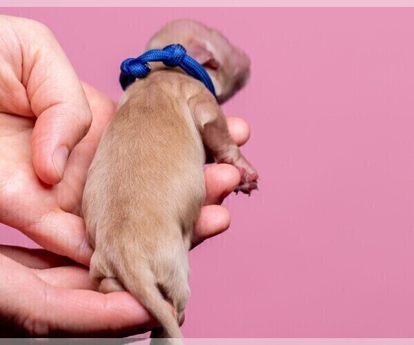 Medium Photo #3 Dachshund Puppy For Sale in CROWLEY, TX, USA