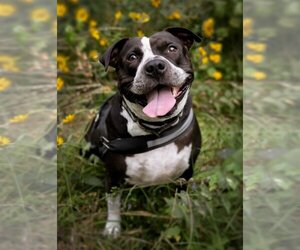 American Bulldog-American Staffordshire Terrier Mix Dogs for adoption in Princeton, MN, USA