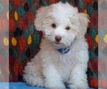 Image preview for Ad Listing. Nickname: Toby