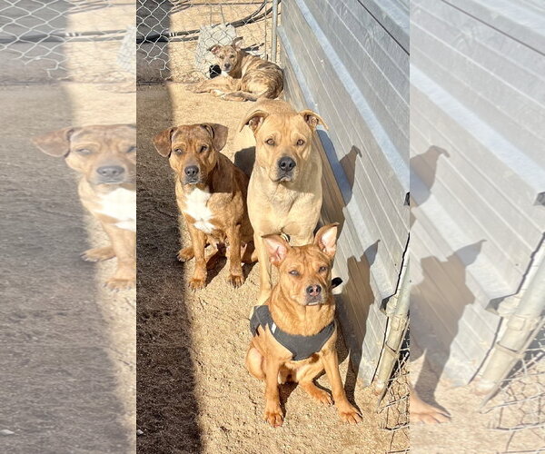 Medium Photo #4 Mountain Cur-Unknown Mix Puppy For Sale in Lancaster, CA, USA