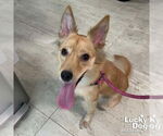 Small #4 Pomeranian Mix