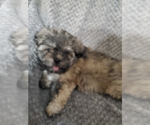Shih Tzu Puppy for Sale in SPENCER, Indiana USA