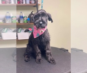 Schnauzer (Giant) Puppy for sale in EDWARDS CROSSROADS, NC, USA