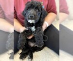 Puppy Mr Gray Goldendoodle
