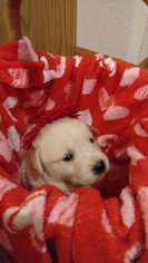 Labrador Retriever-Maremma Sheepdog Mix Puppy for sale in NEOSHO, WI, USA