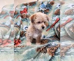 Puppy 3 Yorkshire Terrier-Zuchon Mix
