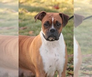 Mother of the Boxer puppies born on 11/20/2025