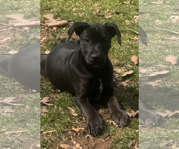 Medium Photo #4 Doberman Pinscher-Miniature Schnauzer Mix Puppy For Sale in Pottstown, PA, USA