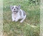 Small #1 French Bulldog