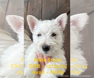 Scottish Terrier Puppy for sale in YORKTOWN, IN, USA