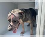 Small American Pit Bull Terrier