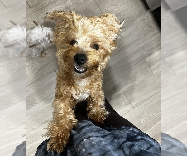 Medium Photo #1 Yorkipoo Puppy For Sale in ORLANDO, FL, USA