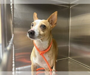 Chihuahua-Unknown Mix Dogs for adoption in Orange, CA, USA