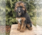 Small Photo #5 Whoodle (Miniature) Puppy For Sale in MIDDLEBURY, IN, USA