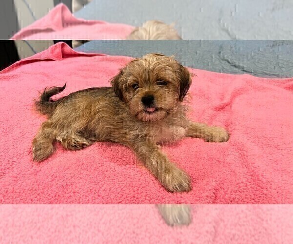 Medium Photo #3 Shorkie Tzu Puppy For Sale in VAN NUYS, CA, USA