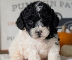 Small #2 Poodle (Miniature)
