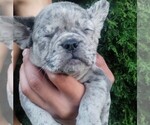 Litter of 9 - Male(s) and Female(s) American Bully-French Bulldog MixLitter of Puppies for Sale - Small photo