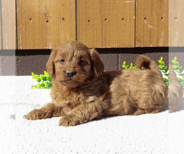 Medium Photo #4 Labradoodle-Poodle (Miniature) Mix Puppy For Sale in BIRD IN HAND, PA, USA