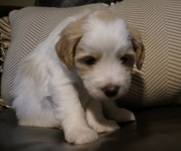 Medium Photo #5 Golden Mountain Doodle  Puppy For Sale in JIM FALLS, WI, USA