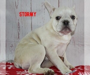 French Bulldog Puppy for sale in FREDERICKSBURG, OH, USA