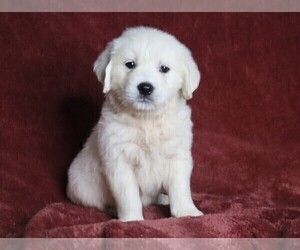 English Cream Golden Retriever Puppy for sale in FREDERICKSBG, OH, USA